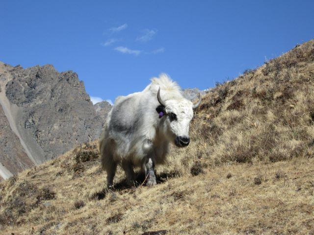 Following The Yak - Langtang